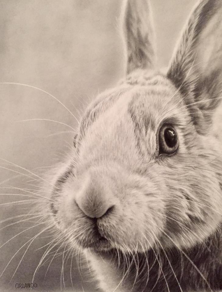 Pet Pencil Drawings